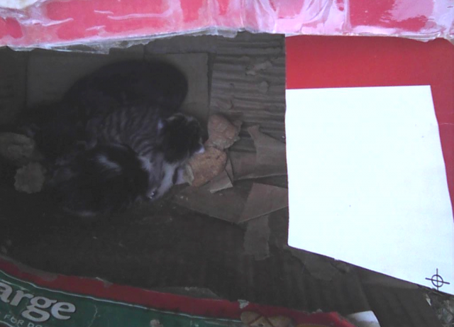 chatons dans une boîte 