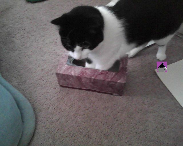 chat dans boîte des mouchoirs