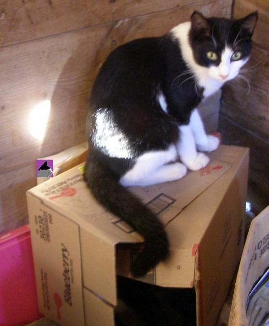 chat sur boîte au cabanon