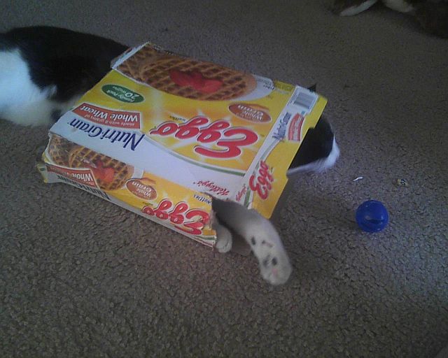 chat qui détruit boîte des gauffres