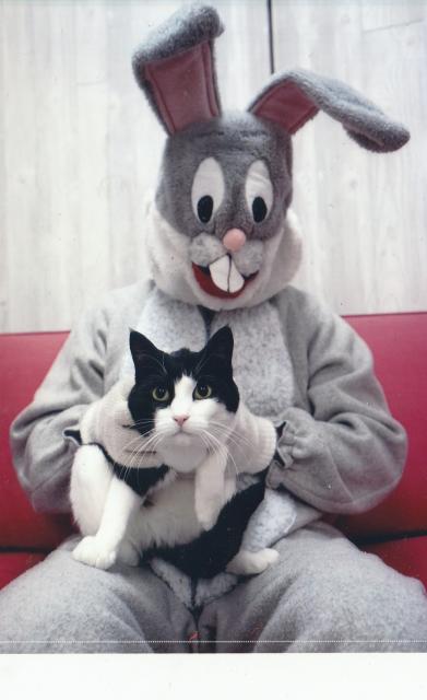 chat et lapin-de-Pâques