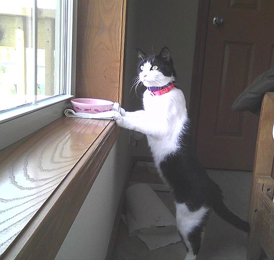 chat qui mange près d'une autre fenêtre