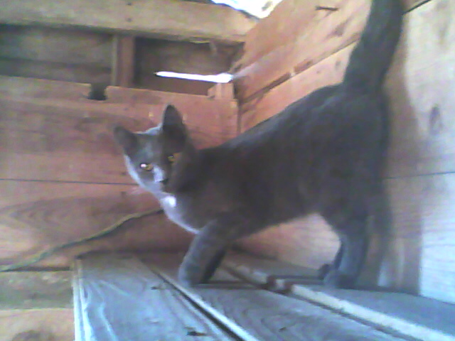 chat sur l'étagère