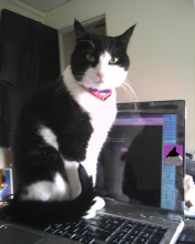 chat qui écrit un tweet à l'ordinateur