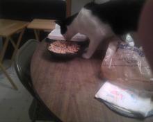 chat qui aime le pt-déjeuner